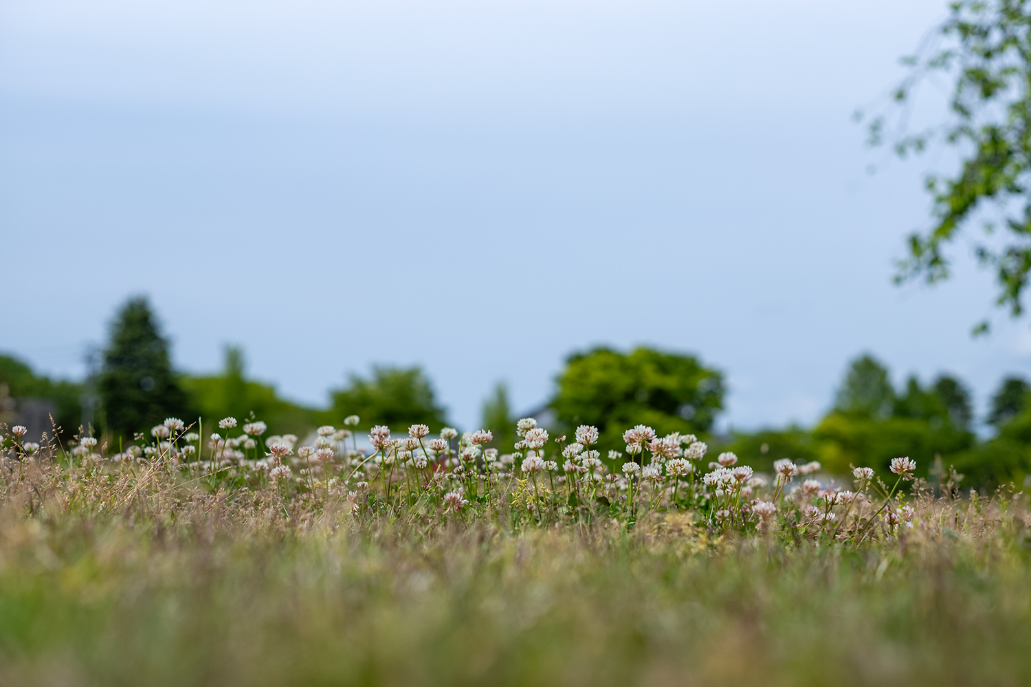 Planar T 2 50 ZM作例 風景