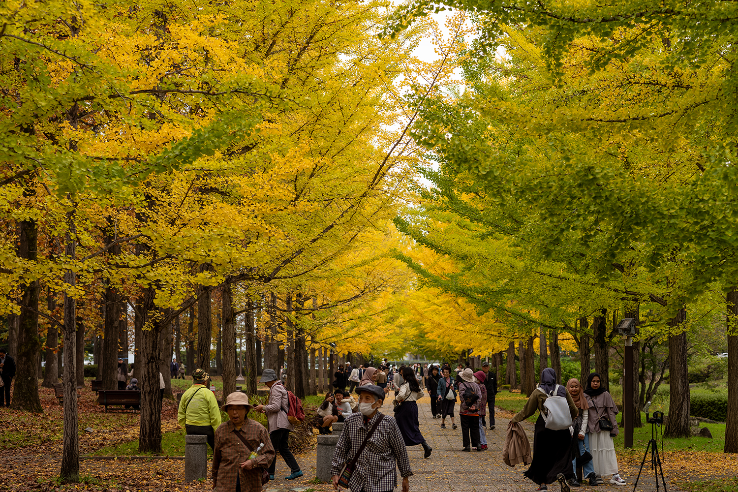 NOKTON Vintage Line 75mm F1.5作例レビュー