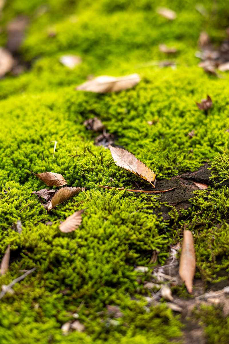 NOKTON Vintage Line 75mm F1.5作例レビュー