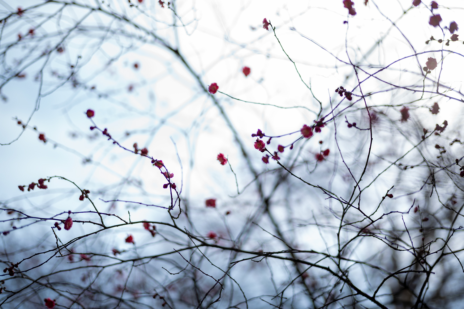 SUMMILUX 50mm F1.4 作例 朝の光 開放F1.4で撮影