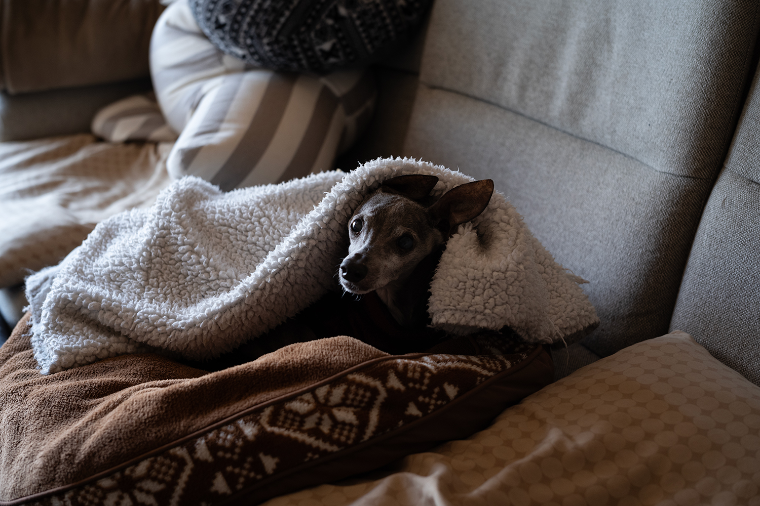 SUMMILUX_50mm_F1.4_レビュー