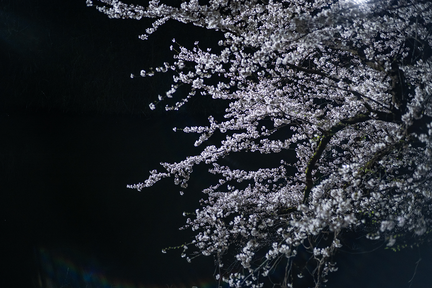 SIGMA 35mm F2 DG DN 作例 夜景スナップ