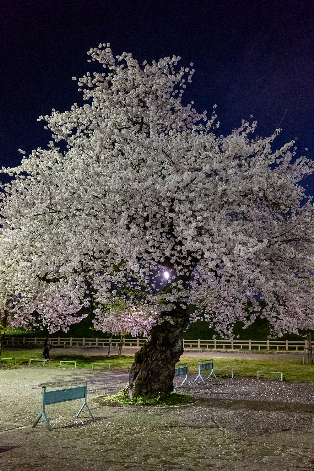 SIGMA 35mm F2 DG DN 作例 夜景スナップ
