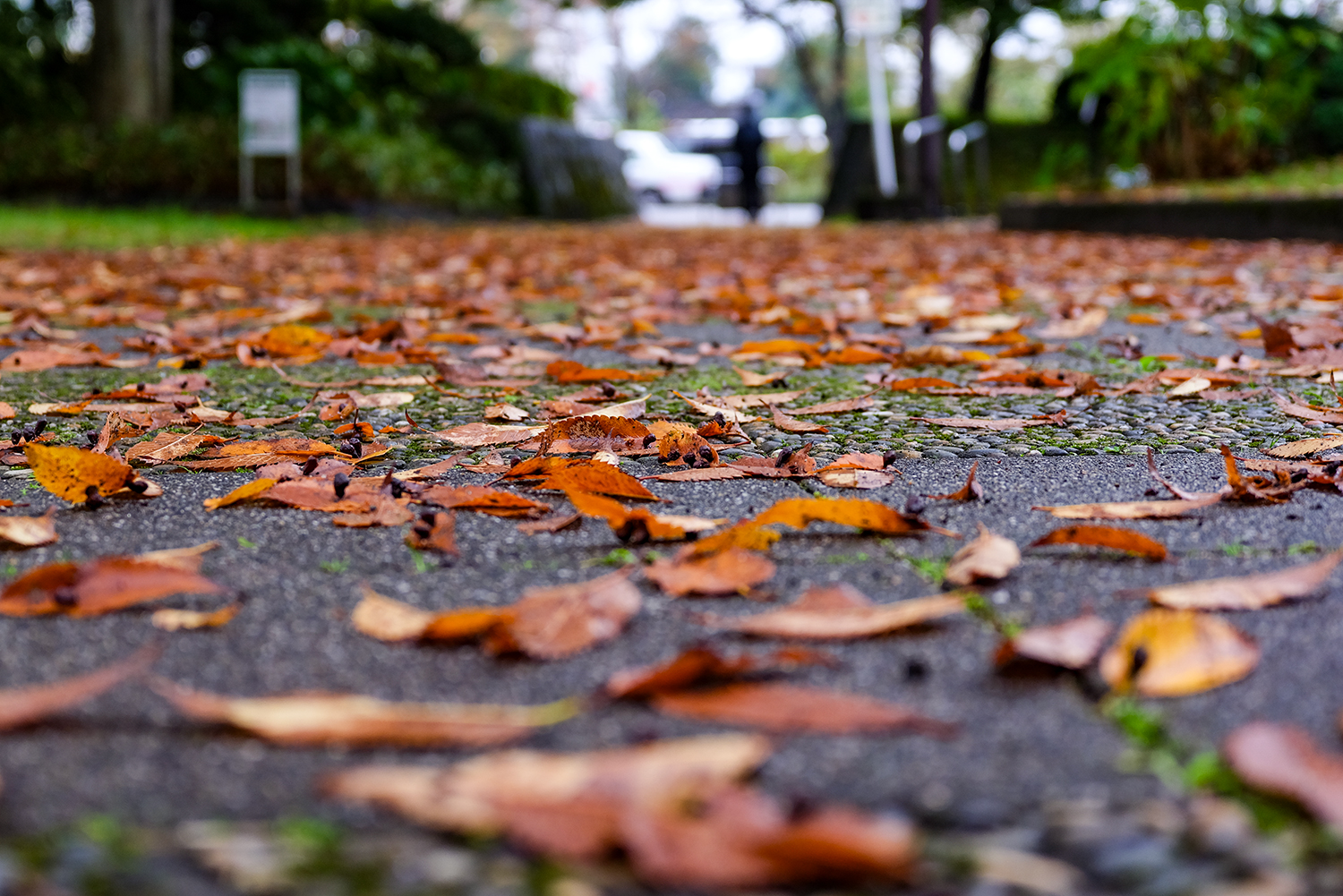 地面に広がる落ち葉の質感をGFX100RFで捉えた写真