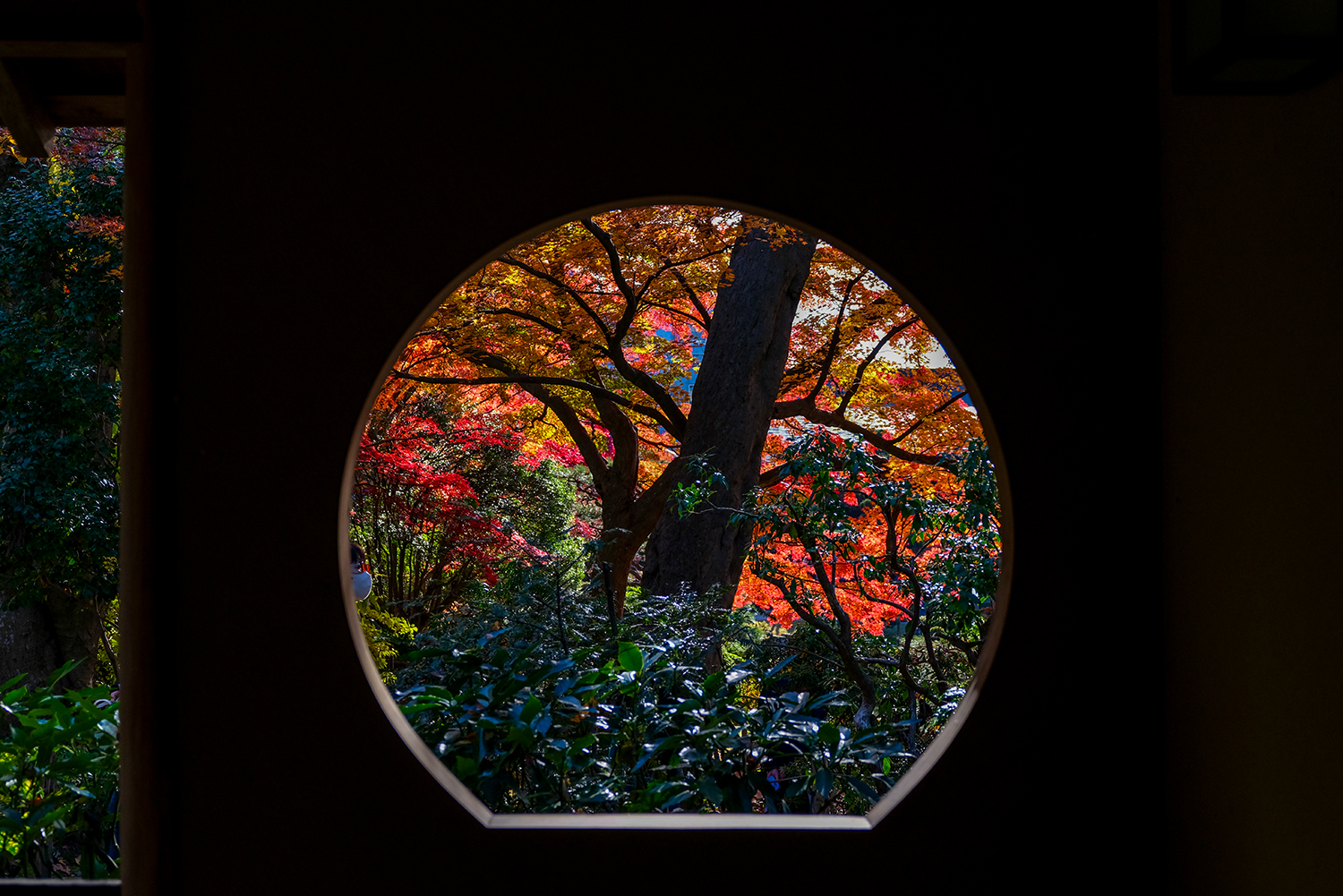 秋の光で陰影が際立つモミジをGFX100RFで撮影した写真