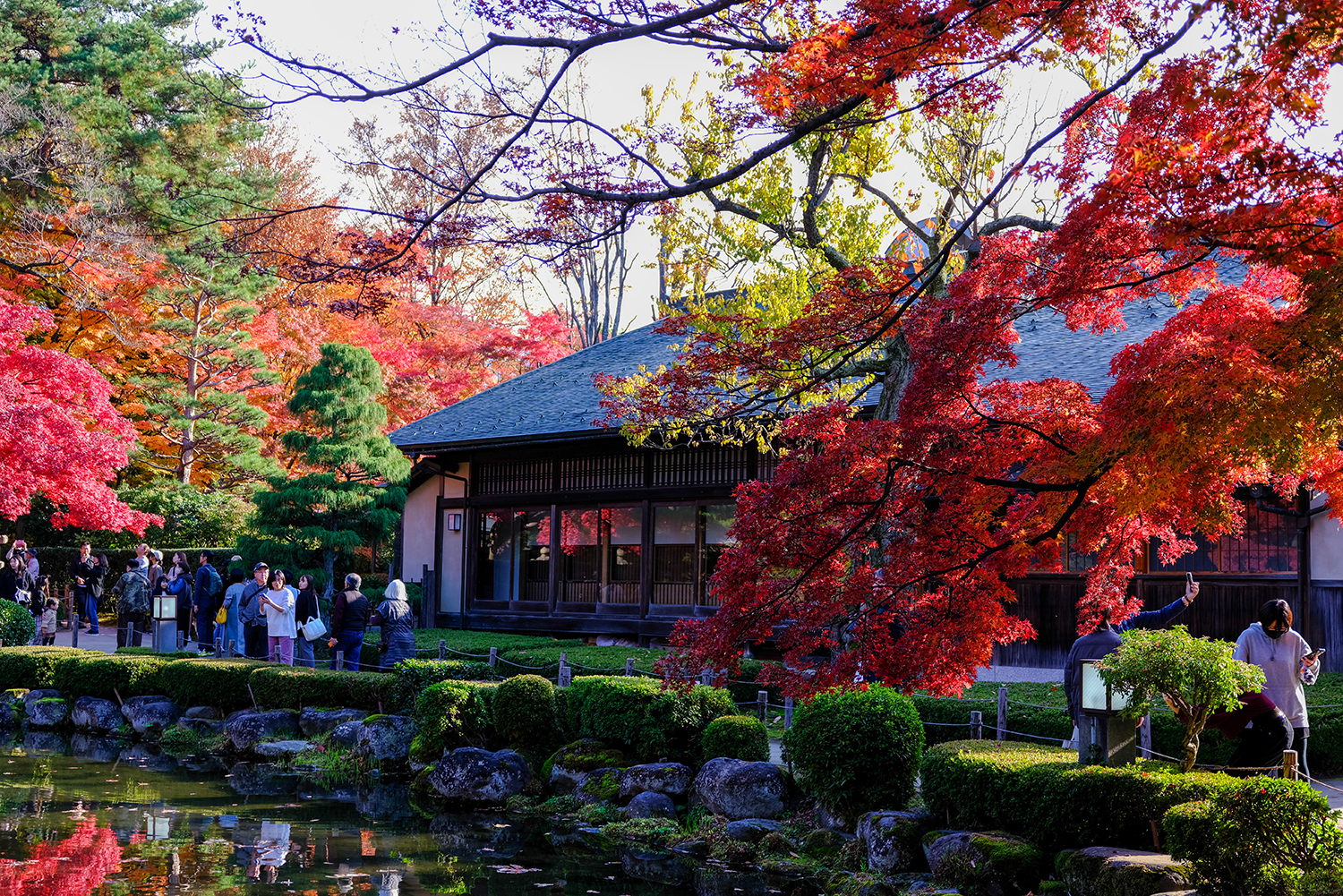 秋のもみじ公園をGFX100RFで撮影した風景写真