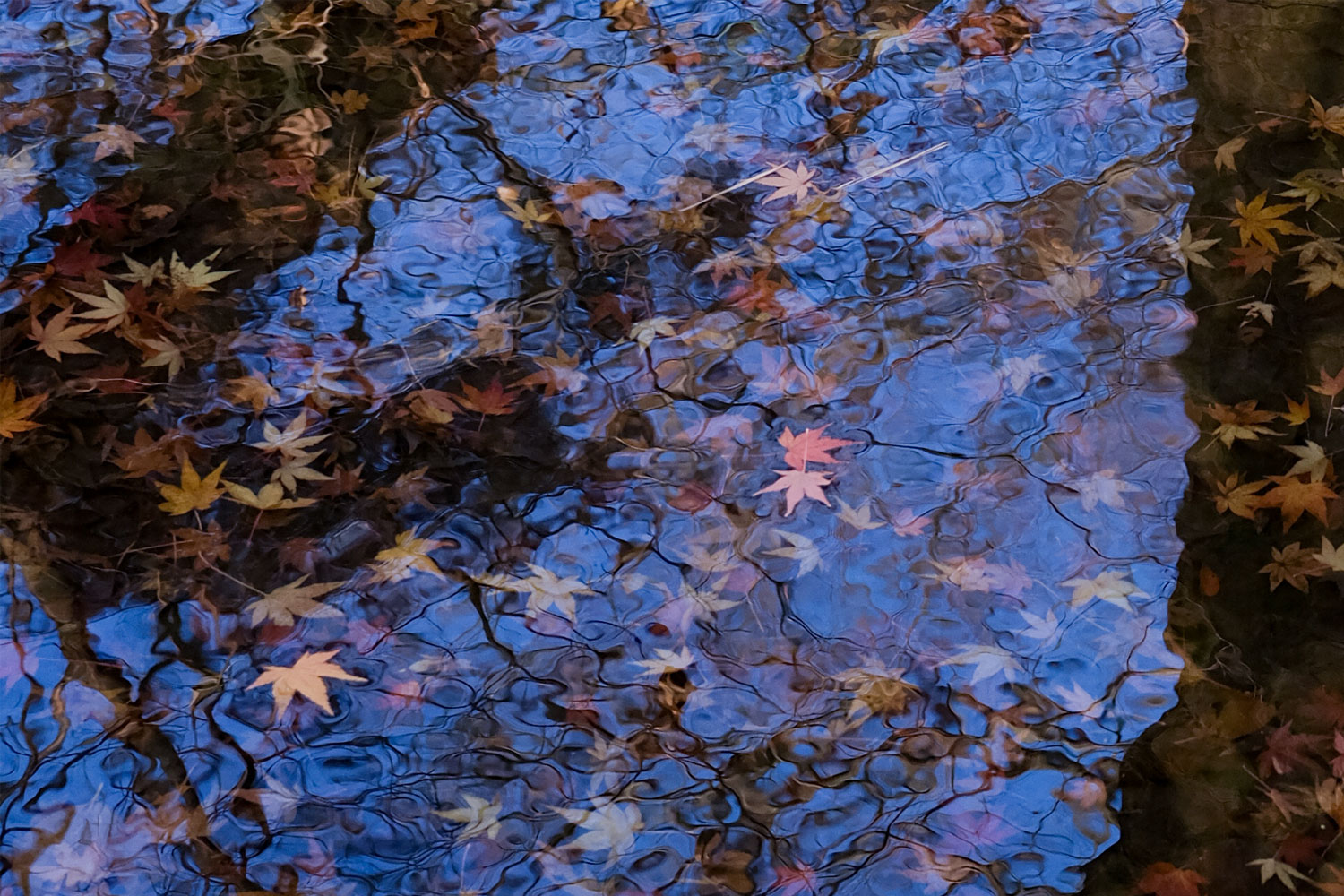 池の底に沈むモミジをGFX100RFで