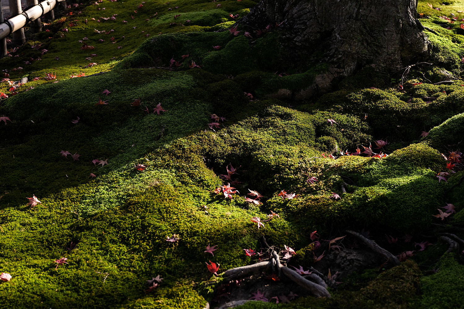 影と光が交差する紅葉の一枚。GFX100RFの立体感が伝わる作例