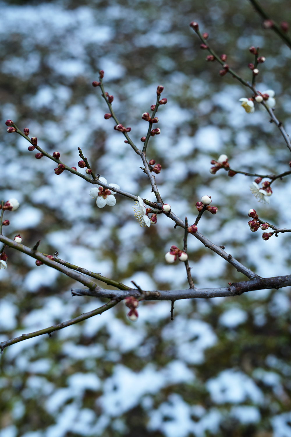 summilux50f1.4作例